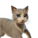 The Best Cat